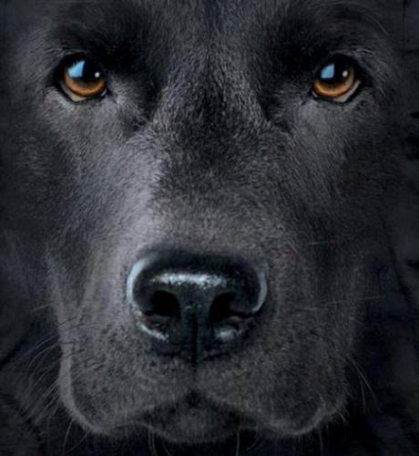 Nero Laboratorio Faccia Cane T Shirt The Mountain Maglietta Animale Adulto