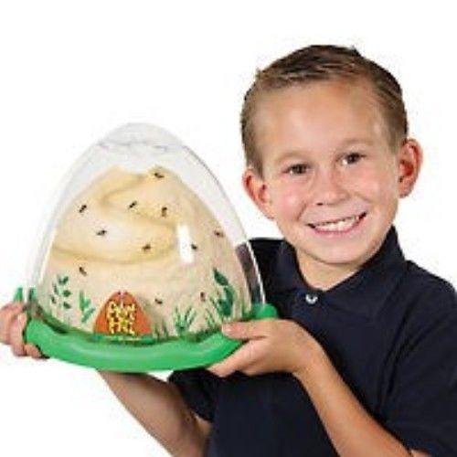 Formica Collina Vivente Formica Habitat Fattoria da Insect Lore Scienza Habitat