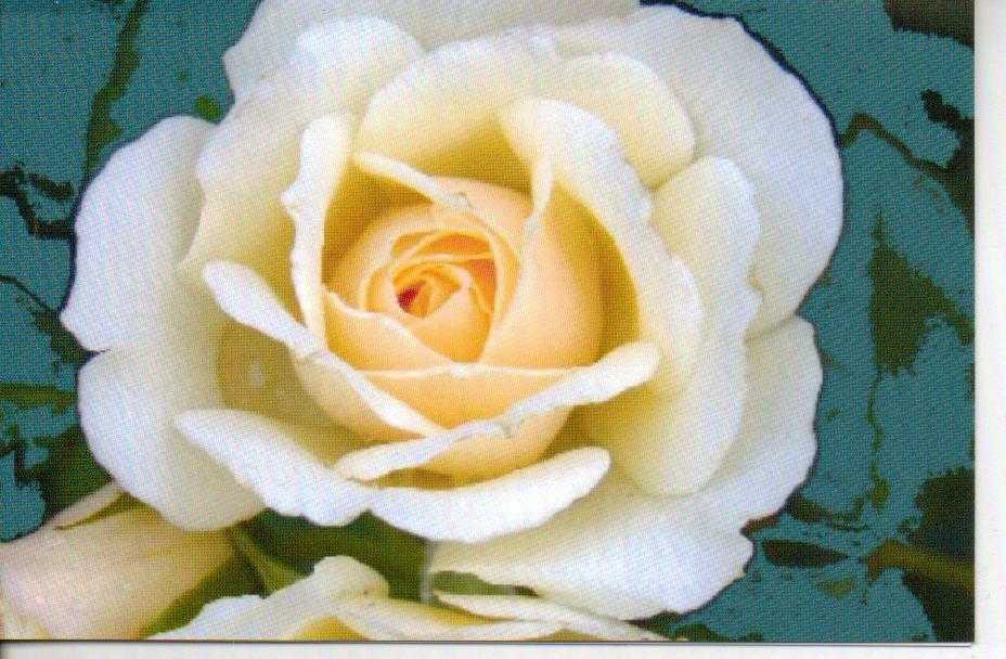 Lovely White Rose Greeting Card For Sale