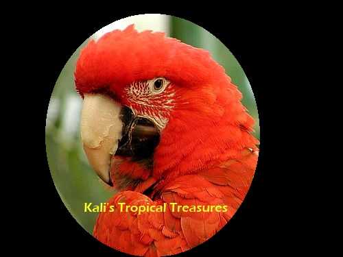 Kali's Tropical Treasures